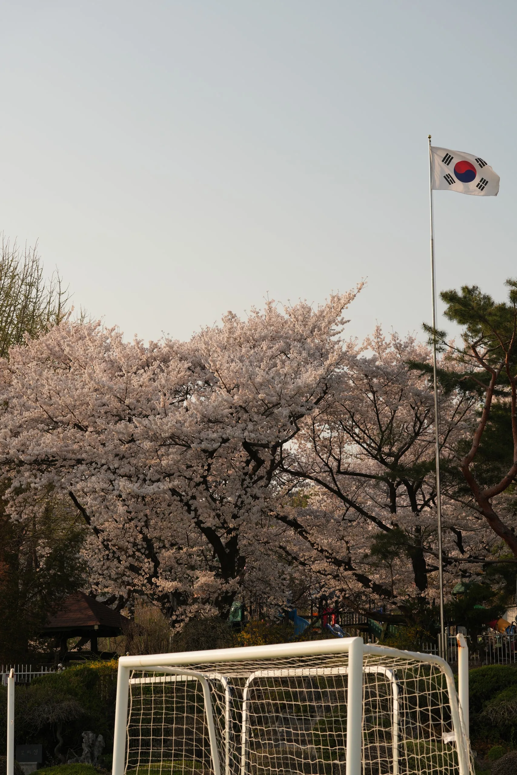 Cherry blossoms, a soccer goal, and the Korean flag. Spring at the field.
