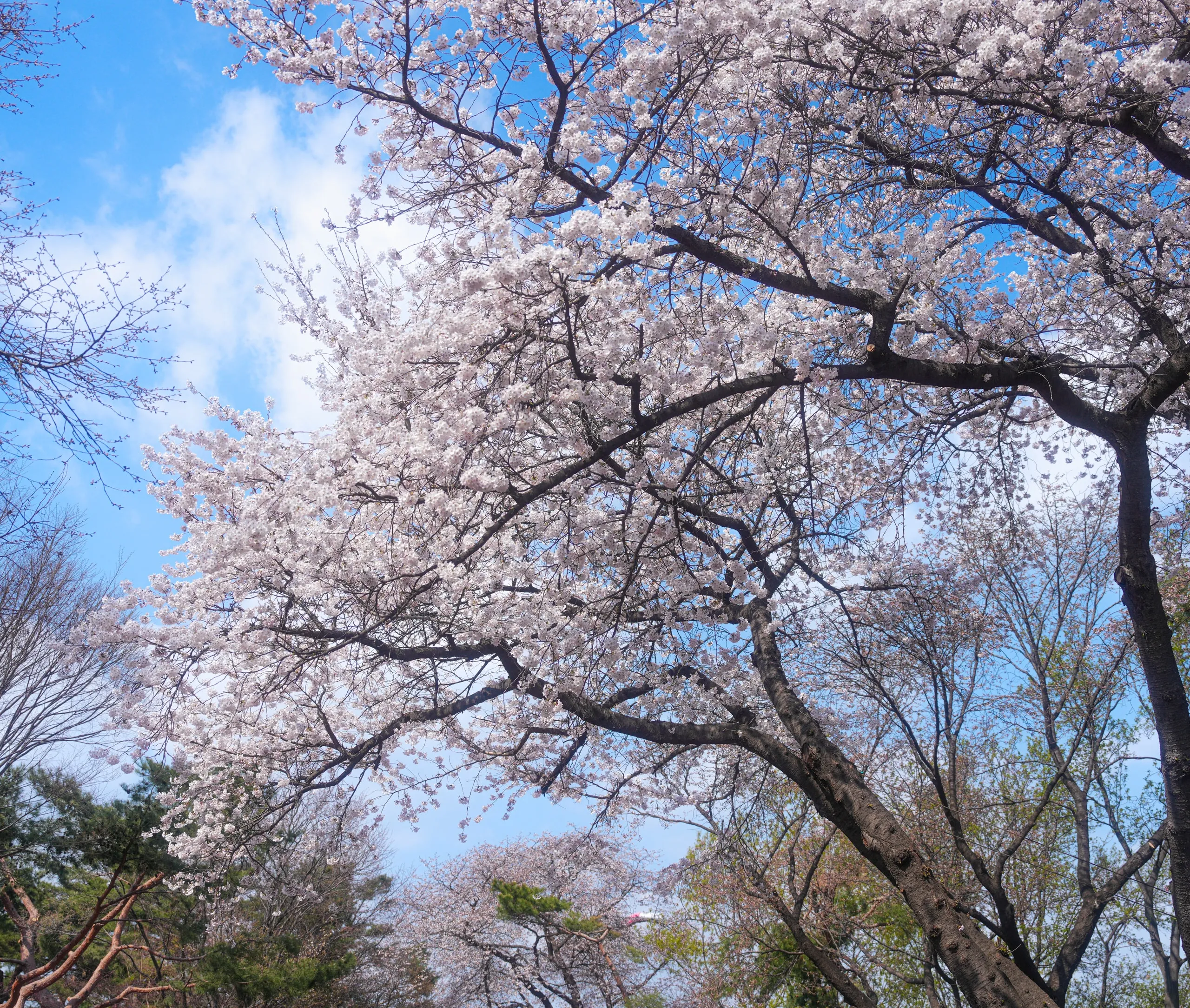 Seoul in April. Cherry blossoms, looking straight up.